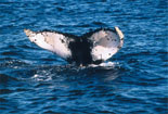 Whale Tales