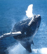Power and Beauty of Whales