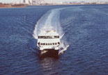 High Speed Catamarans viewing magnificent whales