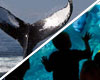 New England Aquarium and Whale Watching Cruise Package