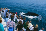 Whales up Close