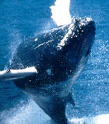 Power and Beauty of Whales