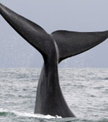 Whale Tales