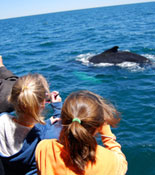 Whales up Close