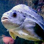 Life is Good at the Aquarium for Bonyfish