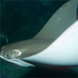 Cownose Ray