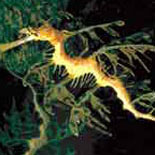 The Spectacular Seadragon in Camoflage