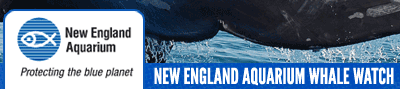 New England Aquarium Whale Watch