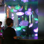 Just a few of the Amazing Jellies