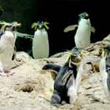 Come Meet the Rockhoppers in the Penguin Exhibit