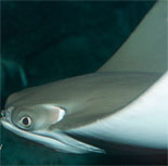 Cownose Ray
