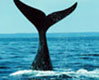 Want to see where the really big animals are kept? Come join the New England Aquarium Whale Watch tour. It's Boston's best whale watch adventure, and one you don't want to miss.