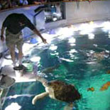 Feeding the turtle at the top of the Giant Ocean Tank