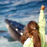 A Whale Within Reach