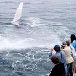A Whale is an Awesome Sight!