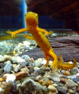 Spotted Newt