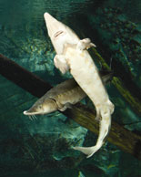ECHO Sturgeons