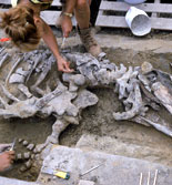 Whale Dig