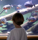 the Aquarium is a reginal resource inspiring conservation