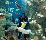 The South Carolina Aquarium on the Charleston Harbor