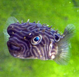 marine animals including river otters, loggerhead sea turtles, alligators, sea horses, jellyfish, puffer fish, moray eels, horseshoe crabs, starfish, pythons, sea dragons and sharks. Some are rare and exotic. 