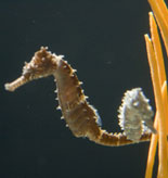 Home to over 10,000 plants & animals at this great aquarium