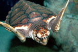The South Carolina Aquarium, Charleston, South Carolina at the Charleston Harbor