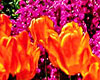 North Shore Tour & Chicago Botanic Gardens Combination