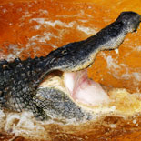 Cannibal Action Shot