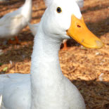 Duck Up Close