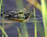 Everglades American Alligator