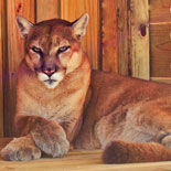 Shaolin the Florida Panther