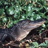 Alligator Shows