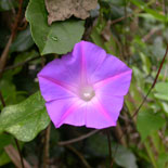 Everglades Morning Glory
