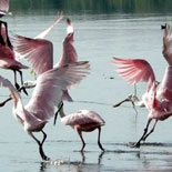 Roseate Spoonbills
