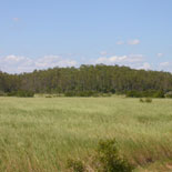 Cypress Dome - aka Sawgrass Prairie