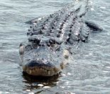 American Alligator