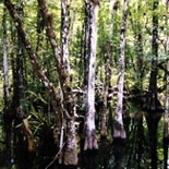 Cypress Swamp