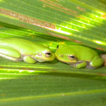 Tree Frogs