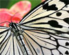 Key West Butterfly Conservatory