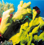 Key West Coral Reef