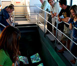 Windows to the Reef