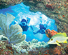 Reef Snorkeling aboard the Fury