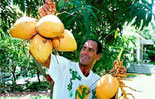 Hoisting coconuts