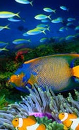 Explore the only living coral barrier reef 