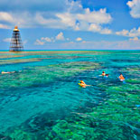 Snorkel among tropical fish in the only living coral reef in North America