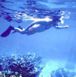 Snorkel the Living coral reefs
