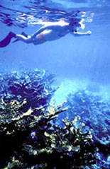 Enjoy this underwater aquarium in the Florida Keys