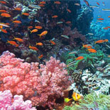 North America's only living Coral Barrier Reef