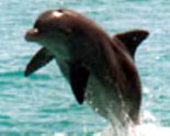 Encounter dolphins in their protected playground of Key West